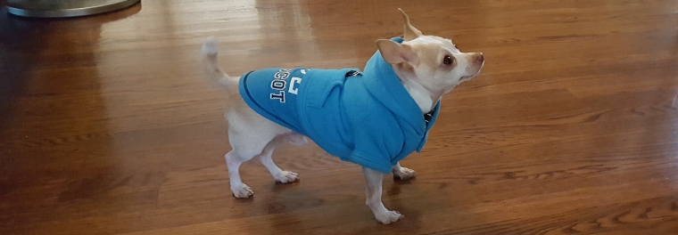 Small white and tan chihuahua