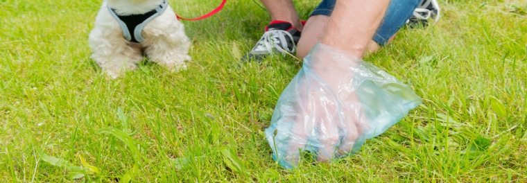 Dog owner picking up after dog.