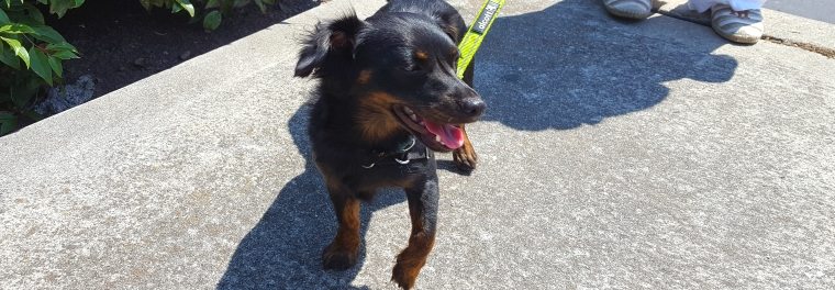 Small black and tan dog