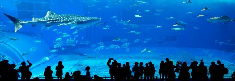 Photo of crowd watching shark and fish at aquarium