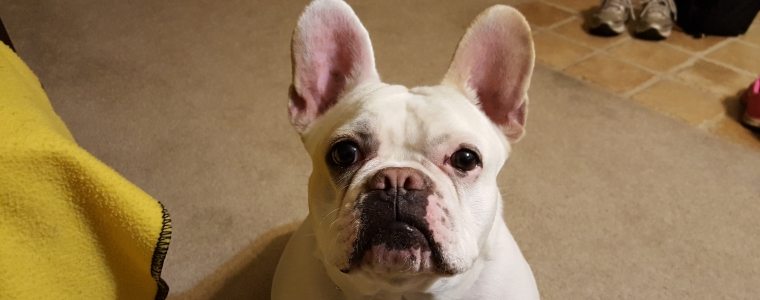 Photo of white french bulldog